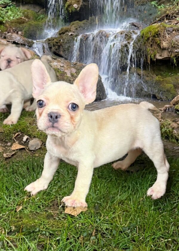 Introducing LIZZIE, our adorable, fun loving, white French Bulldog female showing lots of potential!